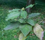 Persea americana