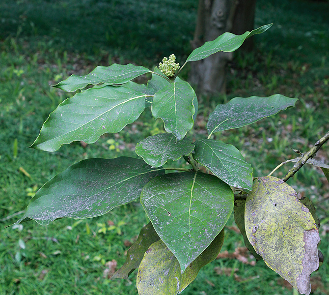 Image of Persea americana specimen.