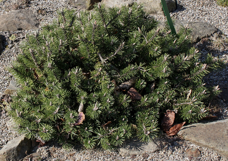 Image of Pinus mugo specimen.