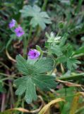 Geranium molle