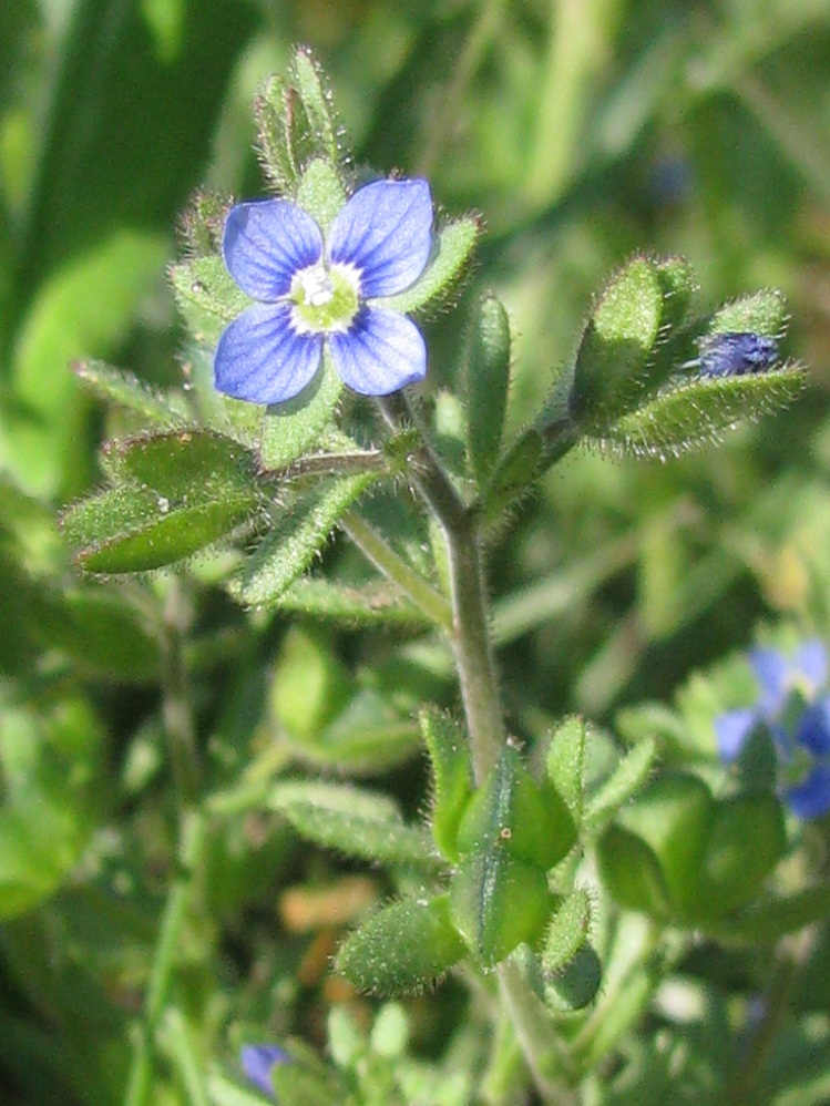 Изображение особи Veronica triphyllos.