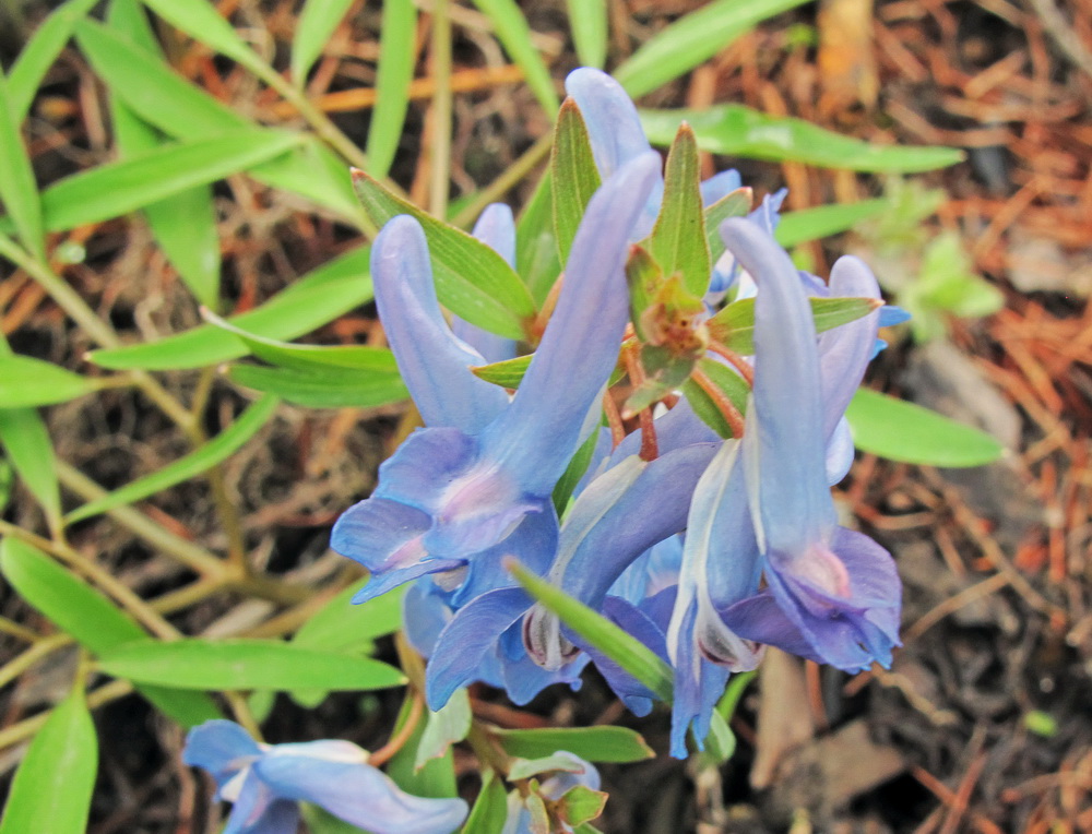 Изображение особи Corydalis ambigua.