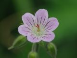 Geranium sylvaticum