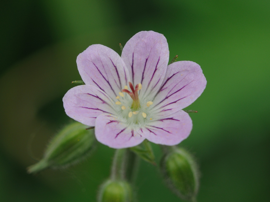 Изображение особи Geranium sylvaticum.