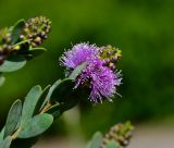 Melaleuca nesophila. Верхушка побега с соцветием. Израиль, Шарон, г. Герцлия, в культуре. 11.05.2013.