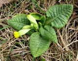 Primula macrocalyx. Зацветающее растение. Ставропольский край, г. Кисловодск, Курортный парк средний. 27.03.2013.