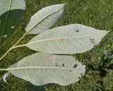 Salix caprea. Часть побега. Московская обл., Лотошинский р-н, окр. дер. Савостино. 11.06.2013.