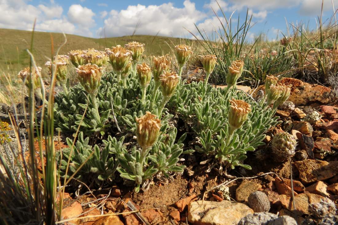 Изображение особи Rhinactinidia eremophila.