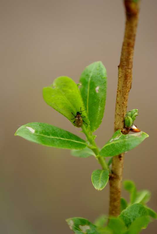 Image of Salix triandra specimen.