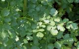 род Thalictrum