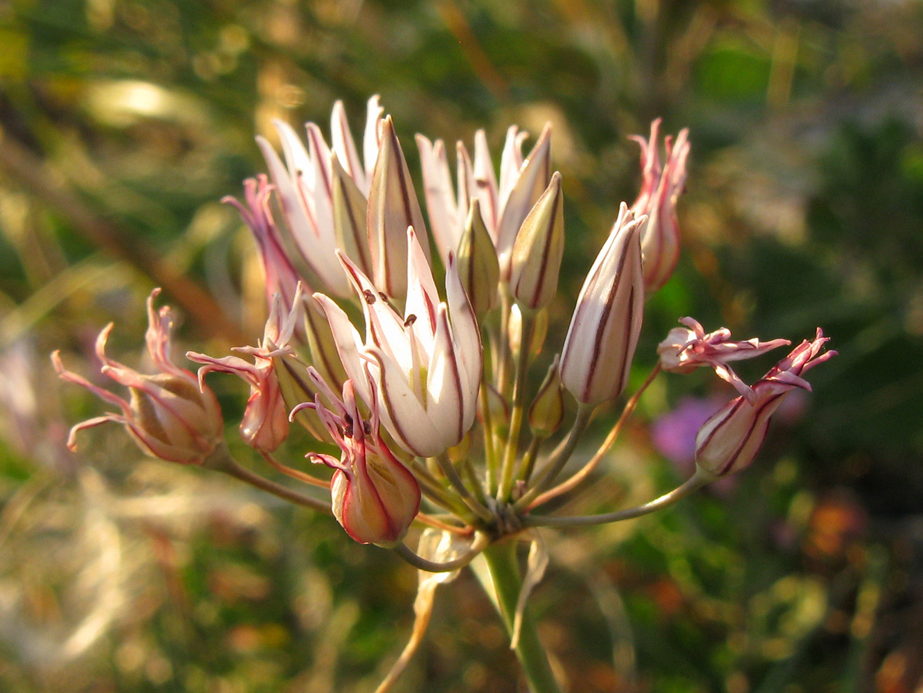 Image of Allium moschatum specimen.