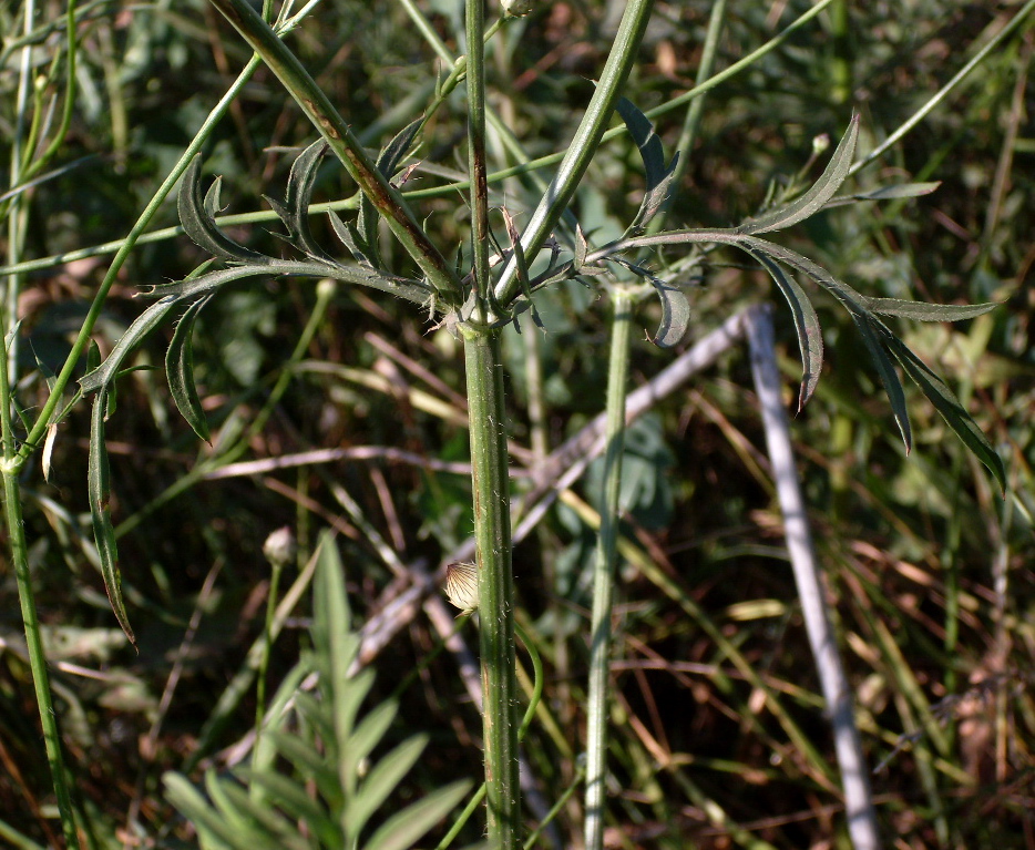 Изображение особи Cephalaria transsylvanica.