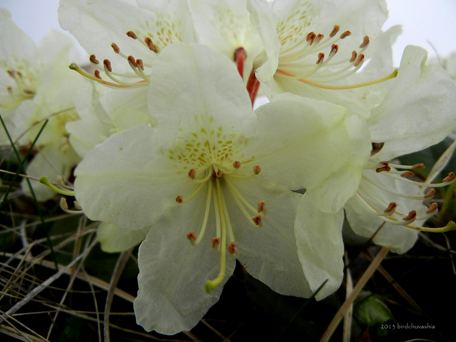 Изображение особи Rhododendron aureum.