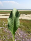 Limonium scoparium. Прикорневой лист. Краснодарский край, м/о Анапа, окр. ст. Благовещенская, степь на берегу Витязевского лимана. 16.08.2013.