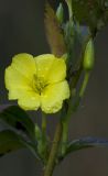 Oenothera biennis