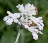 Salvia farinacea