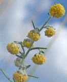 Artemisia pontica. Соцветия. Украина, Луганская обл., балка на ю.-з. Луганска. 15.09.2013.