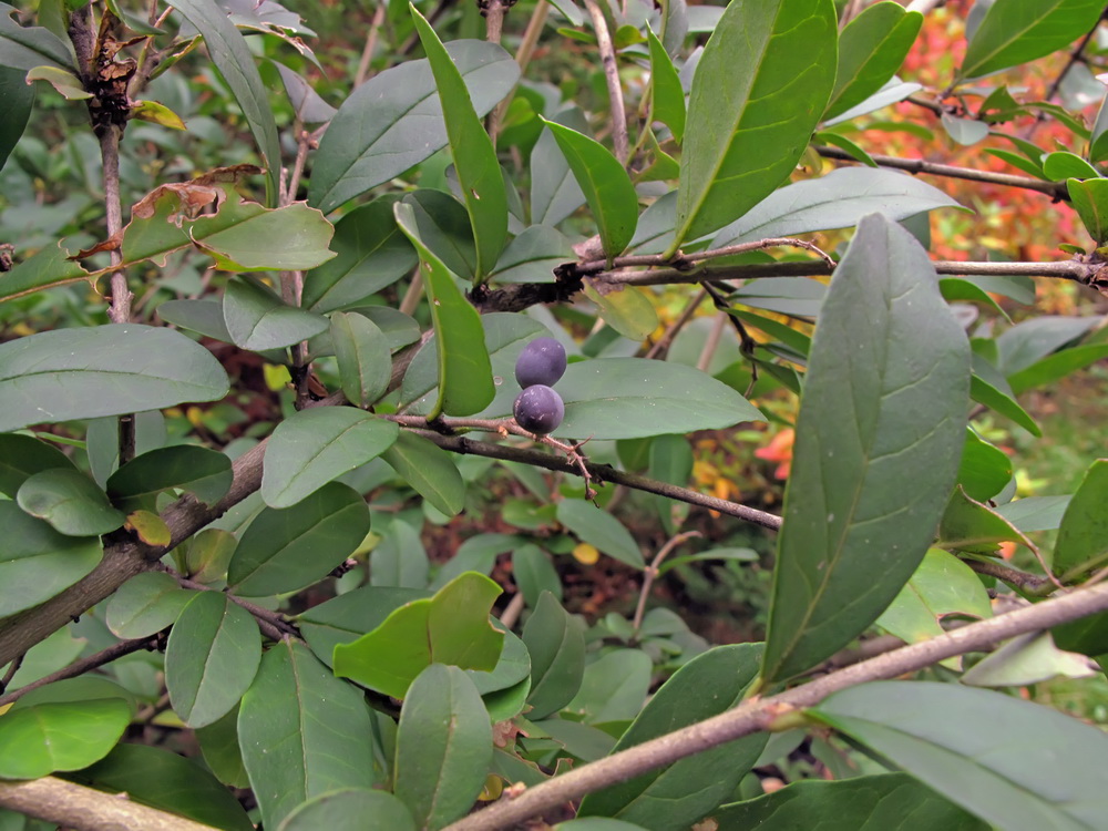 Изображение особи Ligustrum yezoense.