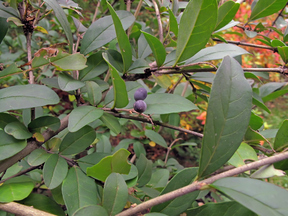 Image of Ligustrum yezoense specimen.