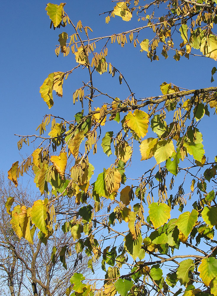 Image of Corylus colurna specimen.