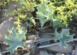 Eryngium maritimum