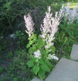 Salvia sclarea