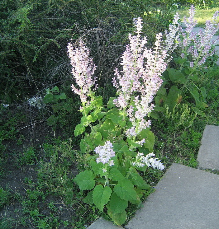 Изображение особи Salvia sclarea.