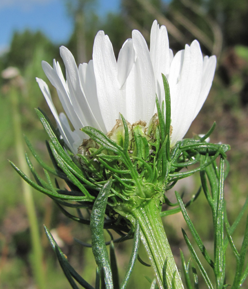 Изображение особи Tripleurospermum inodorum.