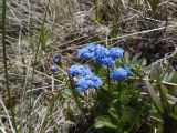 Myosotis asiatica