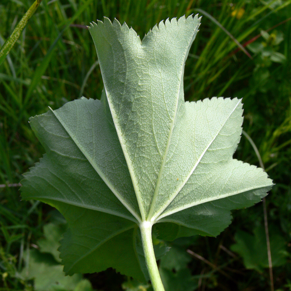 Изображение особи Alchemilla pycnoloba.