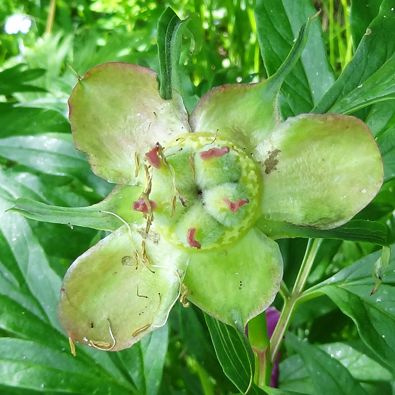 Изображение особи Paeonia anomala.