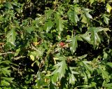 род Crataegus