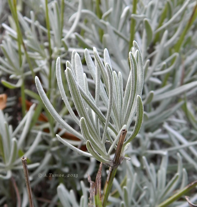 Image of Lavandula angustifolia specimen.