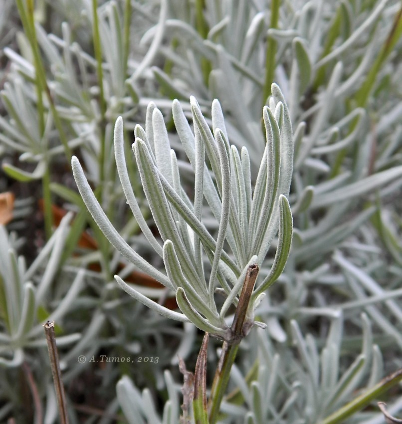 Изображение особи Lavandula angustifolia.