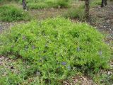 Vicia macrantha