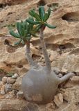 Adenium obesum ssp. socotranum