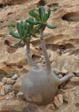 Adenium obesum подвид socotranum. Молодое растение. Сокотра, плато Хомхи. 29.12.2013.