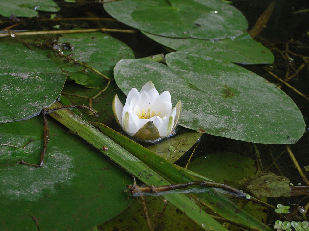 Image of Nymphaea candida specimen.