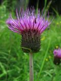 Cirsium heterophyllum. Соцветие-корзинка с кормящимся жуком. Финляндия, Хельсинки, Uutela, лесная поляна. 14 июля 2012 г.