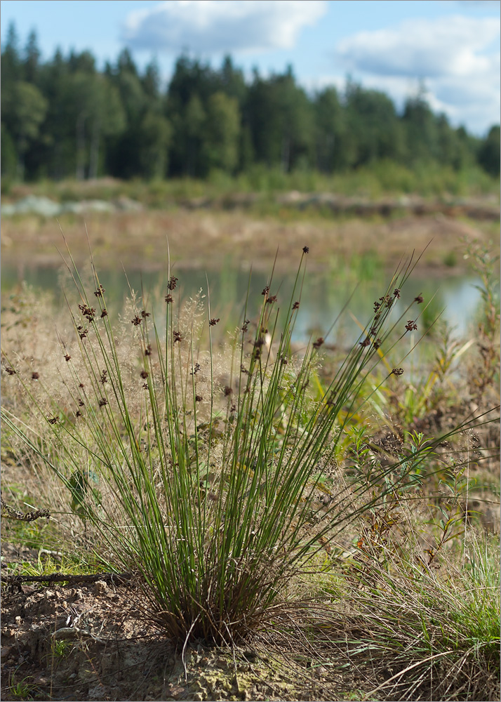 Изображение особи Juncus effusus.