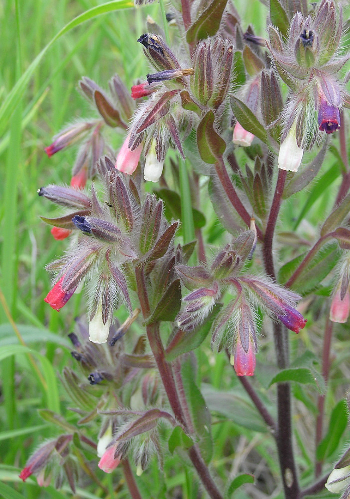 Image of Onosma iricolor specimen.