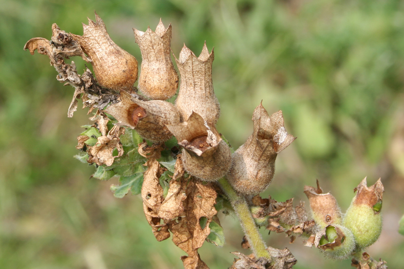 Изображение особи Hyoscyamus niger.