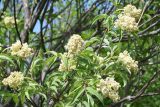Sambucus sibirica
