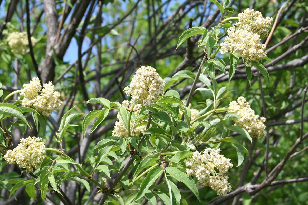 Image of Sambucus sibirica specimen.