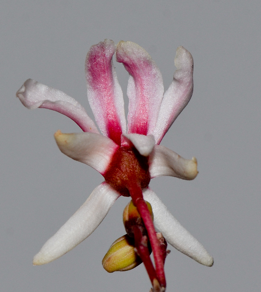 Image of Moringa peregrina specimen.