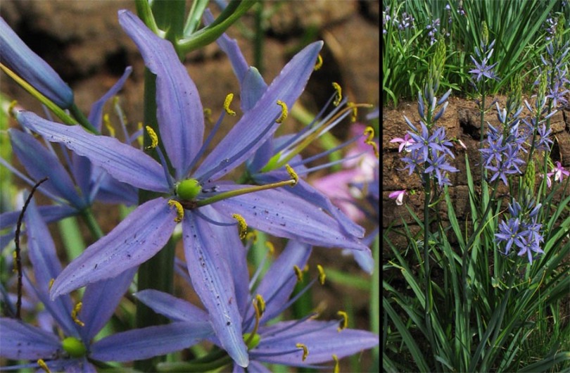 Image of genus Camassia specimen.