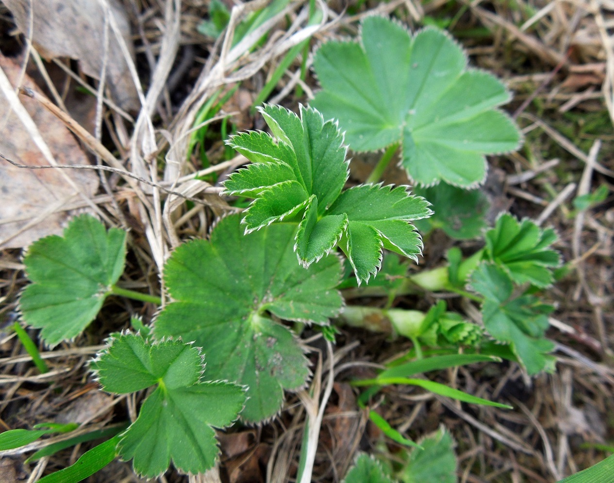 Изображение особи род Alchemilla.