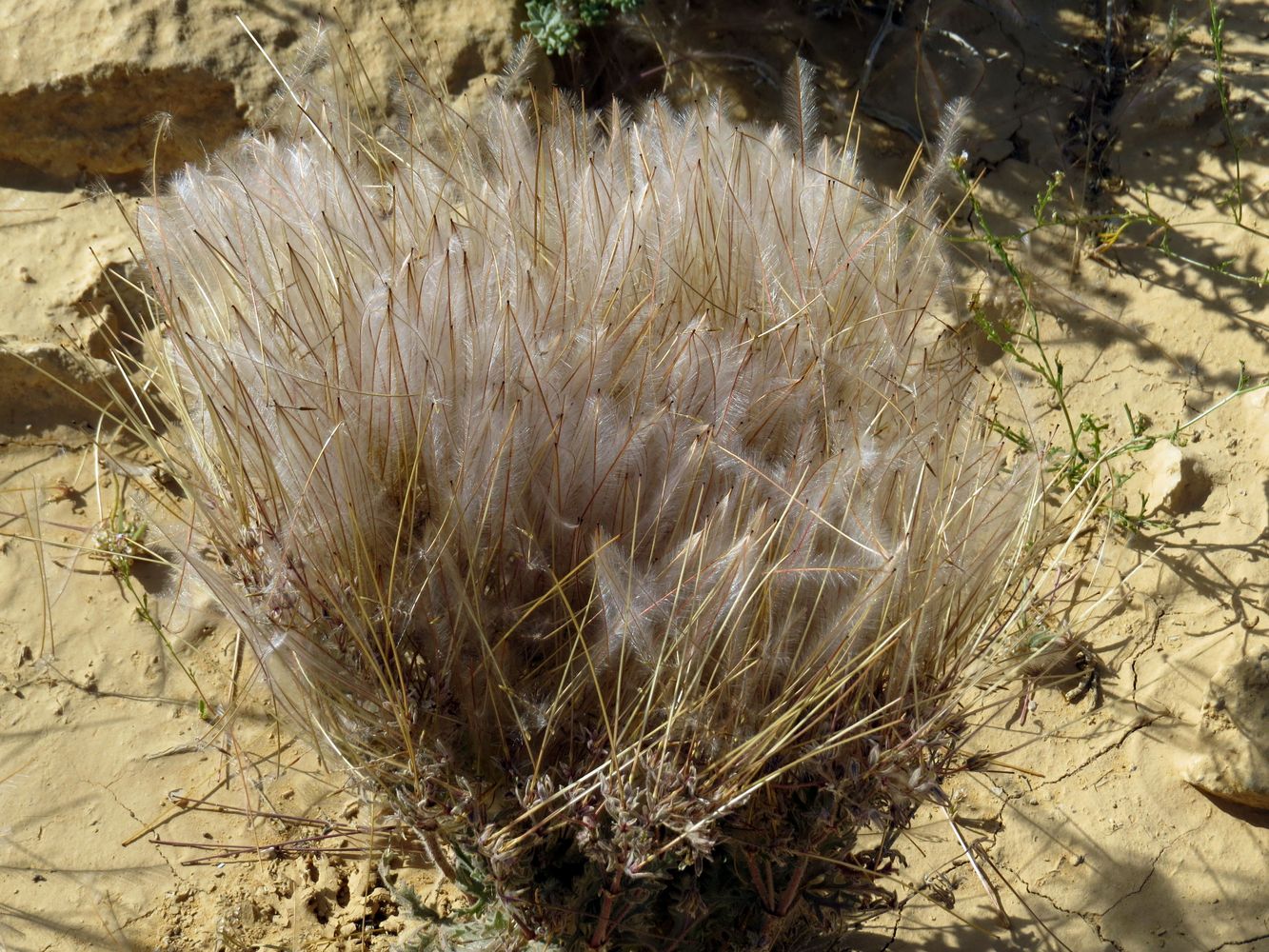 Изображение особи Erodium crassifolium.