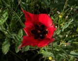 Tulipa schmidtii