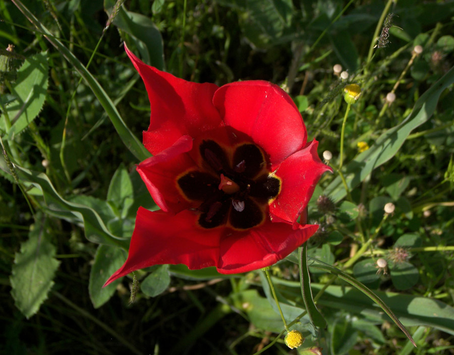 Изображение особи Tulipa schmidtii.